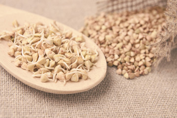 Buckwheat grain. Grain sprouts. Wooden spoon. Natural background