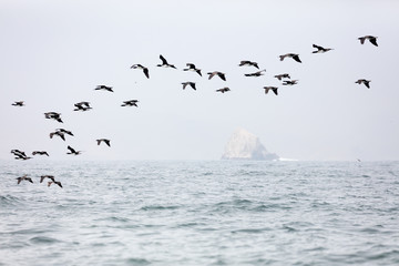 Ballestas Islands, Peru