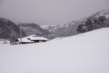 Fototapeta na wymiar Pyeongchang area in Gangwon-do where snowfall is falling.