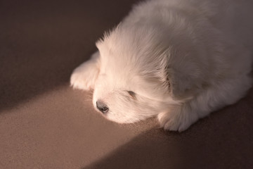 Little white puppy. Dark background