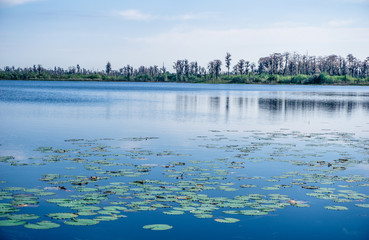 Obraz premium Exotic Florida Swamp Lakes