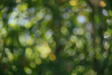 Fototapeta premium Abstract natural green bokeh from tree background. nature defocus outdoor.