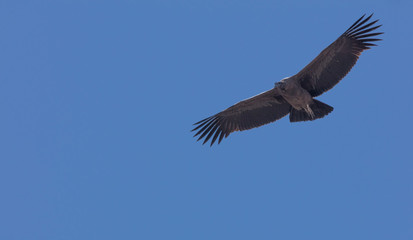 Condor flying  in Peru