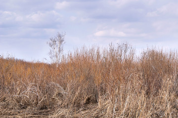 Dry high grass. Blue sky. White clouds