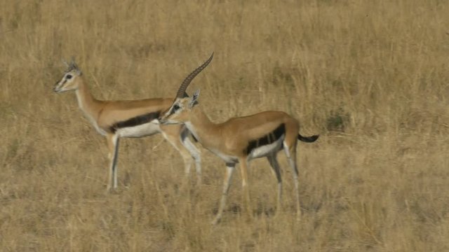 a thompson gazelle buck and several does in masai mara game reserve, kenya