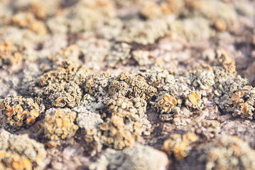 Uneven texture. Brown background. Tree bark