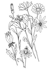 graphic illustration, a set of plants and flowers, daisies and lilies