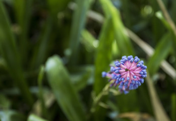 abstract view of a wild blue flower