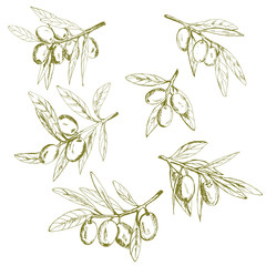 branch green olives, vector illustration hand-drawn logo of olives - 187838202