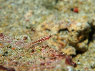 goby fish on the coral