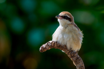 Brown shrike on tree