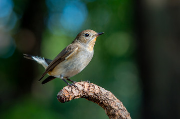 Fototapeta premium Muchołówka rdzawoszyja