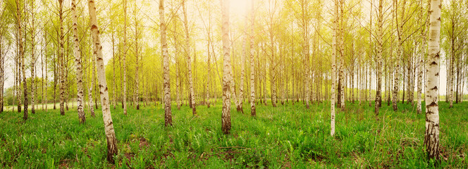birch tree forest in morning light with sunlight