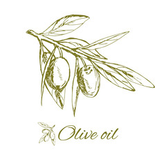 branch green olives, vector illustration hand-drawn logo of olives