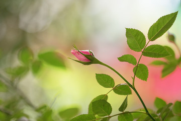 rose in the garden/ Happy Valentine's Day