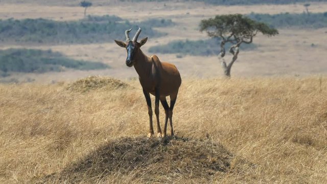 front on view of topi antelope on a termite mound