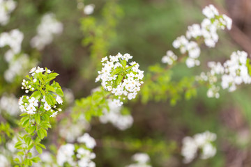White flowers on a tree in spring