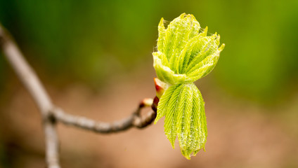 kidney with leaves on a chestnut tree in spring