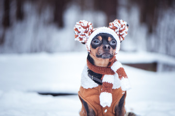 Cute puppy, dog, toy terrier in scarf, portrait macro, new year, christmas. There is a white fluffy...