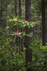Native red rhododendron blooming in coniferous forest in E.C. Manning Provincial Park