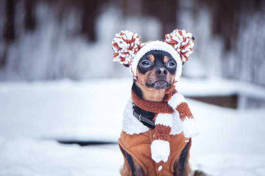 Cute puppy, dog, toy terrier in scarf, portrait macro, new year, christmas. There is a white fluffy snow. Christmas card, winter team