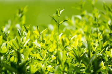 Green leaves on the plant