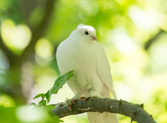 White doves on a tree in the summer