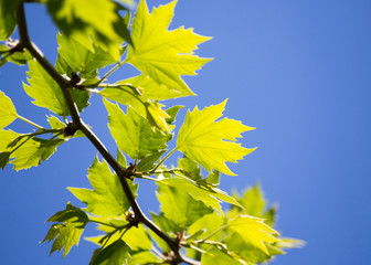 Obraz premium Green leaves on maple tree