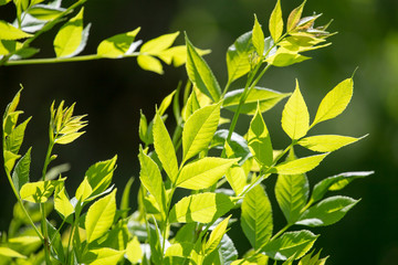 Green leaves on a tree