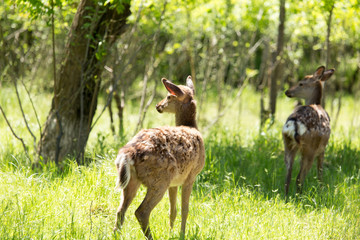 Naklejka na ściany i meble A deer walks in the forest in the summer