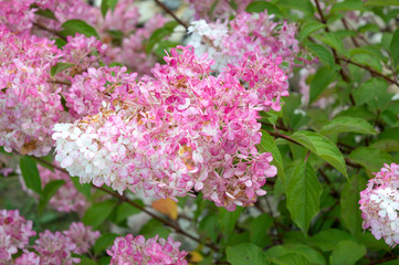 White and pink flowers of hydrangea paniculata Vanille Fraise blooming in autumn garden
