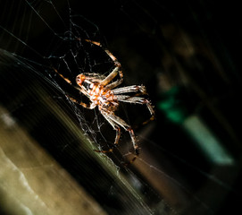 Spider on the web in the pantry