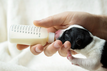 feeding a newborn puppy formula from a bottle closeup