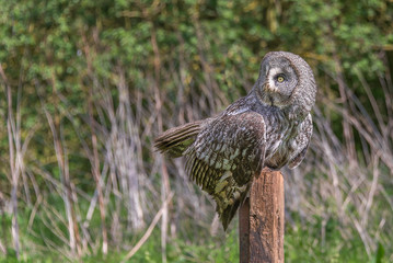 the great grey owl or great gray owl, Strix nebulosa, documented as the world's largest species of owl by length , it is shown here perched on a post in an unusual pose looking back