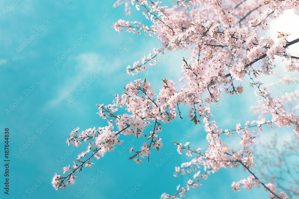 Poster Pink branches of a blossoming cherry in the spring against a blue turquoise sky with clouds. Spring floral background with flowers on sakura branches.