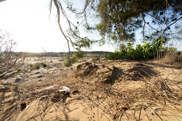 animal bone on a desert