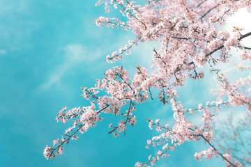 Naklejka premium Różowe gałęzie kwitnącej wiśni na wiosnę na tle błękitnego turkusowego nieba z chmurami. Wiosna tle kwiatów z kwiatami na gałęziach sakury.