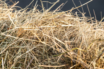 hay in village
