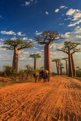 Foto op Plexiglas Beautiful Baobab trees at sunset at the avenue of the baobabs in Madagascar © vaclav