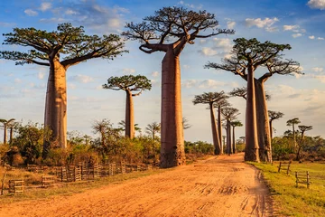 Poster Im Rahmen Schöne Baobab-Bäume bei Sonnenuntergang an der Allee der Baobabs in Madagaskar © vaclav