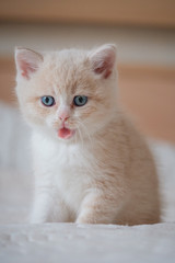 Fototapeta premium Red kitten lying on bed and looking something.