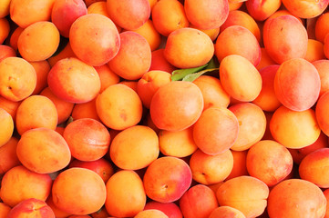 nectarines
