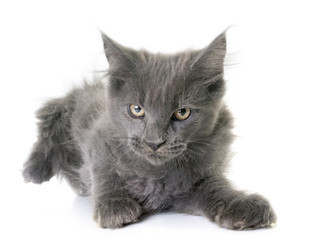 maine coon kitten