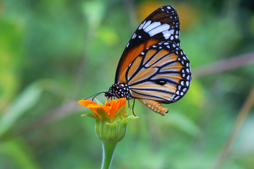 butterfly in the nature