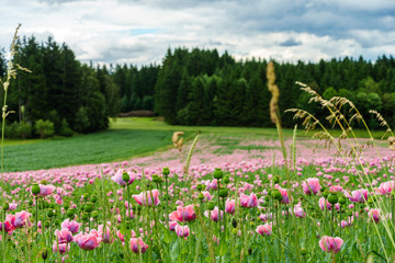 Field of pink poppy flowers
