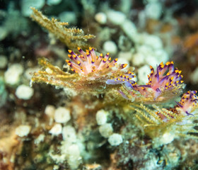 fire tow color yellow and purple nudibranch