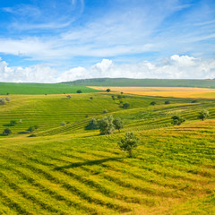 Fototapeta na wymiar Green field and blue sky. Picturesque hills formed by an old river terrace.