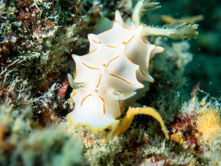white orange rare Nudibranch