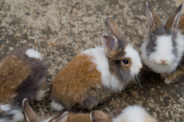 brown rabbit. bunny pet