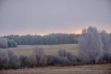 Field and trees are covered with hoarfrost.